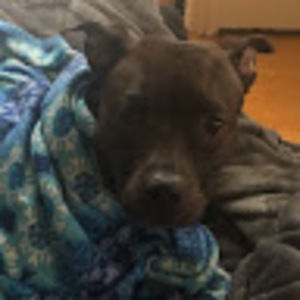 Meet your Posher, Rosie